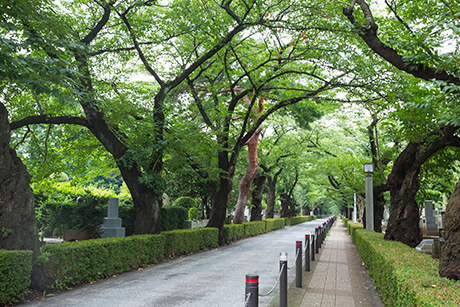 青山霊園の緑道